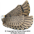 Eagle Wings 1894