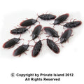 Fake Roach Prank | Fake Cockroaches |  12 PACK WS9026D